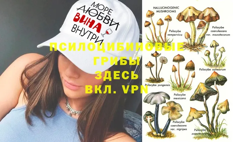 Галлюциногенные грибы MAGIC MUSHROOMS  Балей 